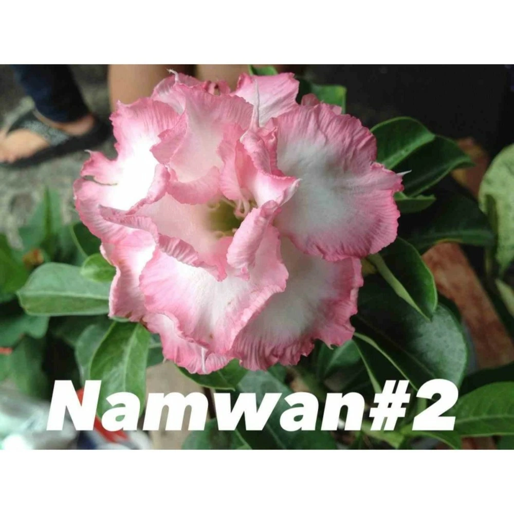Adenium Obesum Cv Namwan Blanc Et Rose - Taille Caudex D'environ 300g 20/25cm 1 Adenium Obesum Cv Namwan Blanc Et Rose - Taille Caudex D'environ 300g 20/25cm