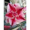 Adenium Obesum Cv.pink Lady Rouge - Taille Caudex D'environ 2000g 25/30cm Très Gros Caudex