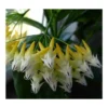 Hoya Multiflora (fleur De Porcelaine, Fleur De Cire) Taille Pot De 2 Litres - 20/40 Cm - Blanc/jaune/rose