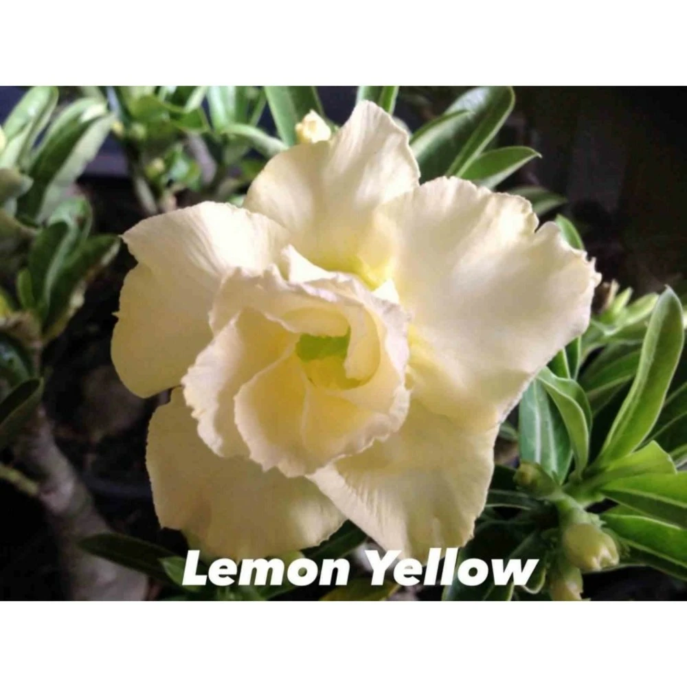 Adenium Obesum Cv.lemon Yellow Blanc - Taille Caudex D'environ 2000g 25/30cm Très Gros Caudex 1 Adenium Obesum Cv.lemon Yellow Blanc - Taille Caudex D'environ 2000g 25/30cm Très Gros Caudex
