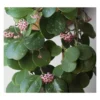 Hoya Obovata (fleur De Porcelaine, Fleur De Cire) Taille Pot De 2 Litres - 20/40 Cm - Blanc Et Rose