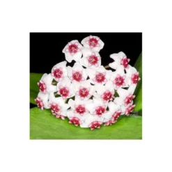 Hoya Obovata (fleur De Porcelaine, Fleur De Cire) Taille Pot De 2 Litres - 20/40 Cm - Blanc Et Rose -Magasin De Plantes De Qualité 640391fdb33b85.45596818