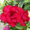 Adenium Obesum Cv. Vietnam Red Rouge - Taille Caudex D'environ 150g