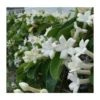 Stephanotis Floribunda (jasmin De Madagascar) Taille Pot De 2 Litres ? 40/60 Cm