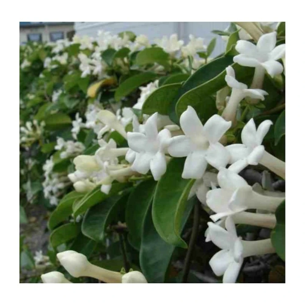 Stephanotis Floribunda (jasmin De Madagascar) Taille Pot De 2 Litres ? 40/60 Cm 1 Stephanotis Floribunda (jasmin De Madagascar) Taille Pot De 2 Litres ? 40/60 Cm