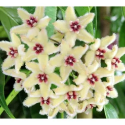 Hoya Buotii (fleur De Porcelaine, Fleur De Cire) Taille Pot De 2 Litres - 20/40 Cm - Blanc Et Rose