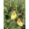 Cypripedium "otto" (orchidées Terrestres) Taille Pot De 1 Litre - 0/60 Cm