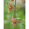 Epipactis Gigantea Taille Pot De 1 Litre - 0/60 Cm - Rouge