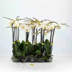 Phalaenopsis Hybride Blanche (orchidée Papillon) Taille Pot De 2 Litres - 60/80 Cm 3 Phalaenopsis Hybride Blanche (orchidée Papillon) Taille Pot De 2 Litres - 60/80 Cm -Magasin De Plantes De Qualité 64039425b0aca3.41458917