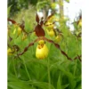 Cypripedium Parviflorum (orchidées Terrestres) Taille Pot De 1 Litre - 0/40 Cm