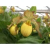 Cypripedium "inge" (orchidées Terrestres) Taille Pot De 1 Litre - 0/60 Cm