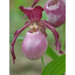 Cypripedium "philipp" (orchidées Terrestres) Taille Pot De 1 Litre - 0/60 Cm
