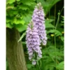 Dactylorhiza Fuchsii Taille Pot De 1 Litre - 0/80 Cm