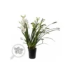 Cymbidium Hybride Blanche Taille Pot De 1 Litre ? 60/80cm