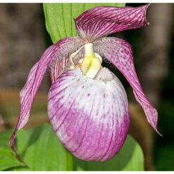 Cypripedium "sabine" (orchidées Terrestres) Taille Pot De 1 Litre - 0/60 Cm -Magasin De Plantes De Qualité 640394432f9b38.41064890