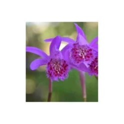 Pleione 'bulbocodiodes' Rose - Taille Pot De 1 Litre - 0/40 Cm -Magasin De Plantes De Qualité 64039444a60e67.42711562