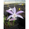 Pleione Formosana Taille Pot De 1 Litre - 0/40 Cm - Blanc Et Rose