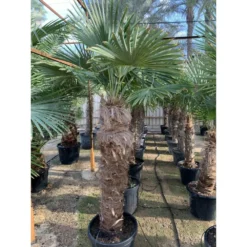 Trachycarpus Fortunei (palmier Chanvre, Palmier Moulin à Vent) Pot De 40l - Tronc 80/90 Cm - Total 180/220cm