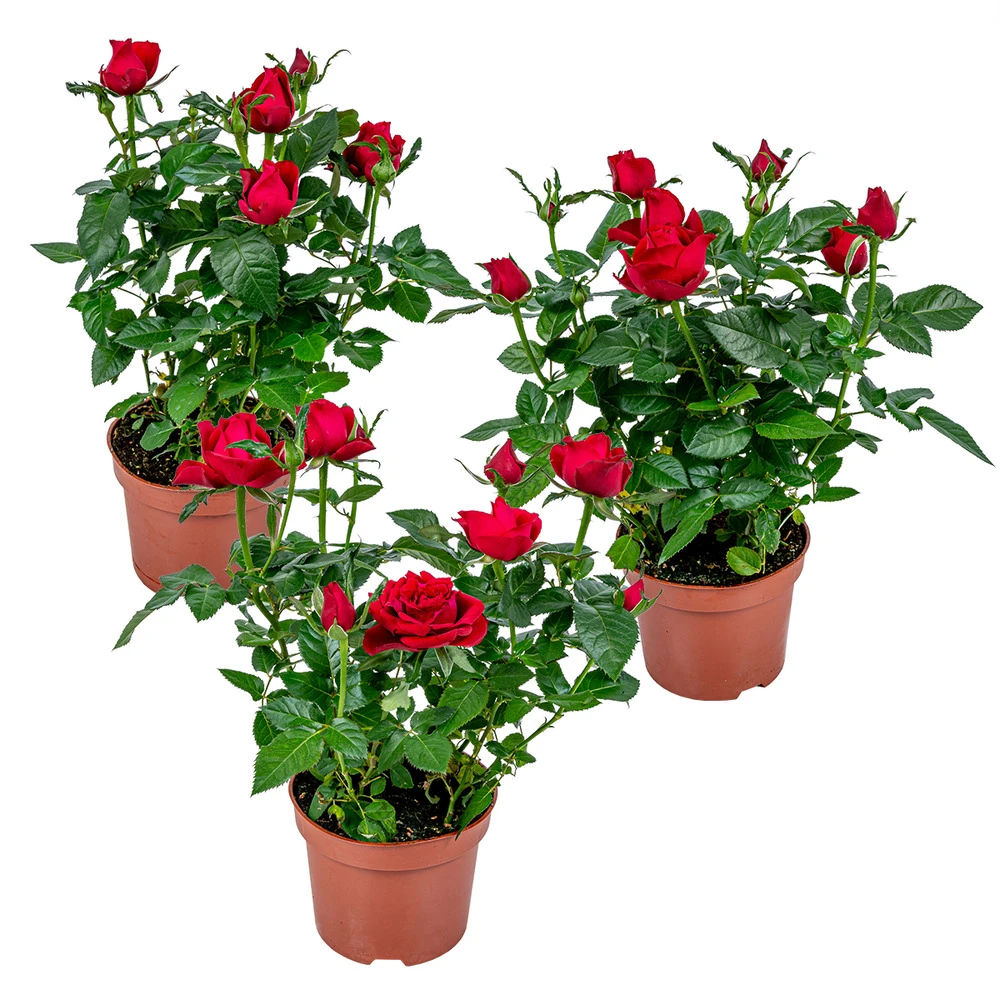 3x Pot Rose Rouge - Rosa - Plante D'intérieur & Terrasse - ⌀12cm– ↕20-30cm 1 3x Pot Rose Rouge - Rosa - Plante D'intérieur & Terrasse - ⌀12cm– ↕20-30cm