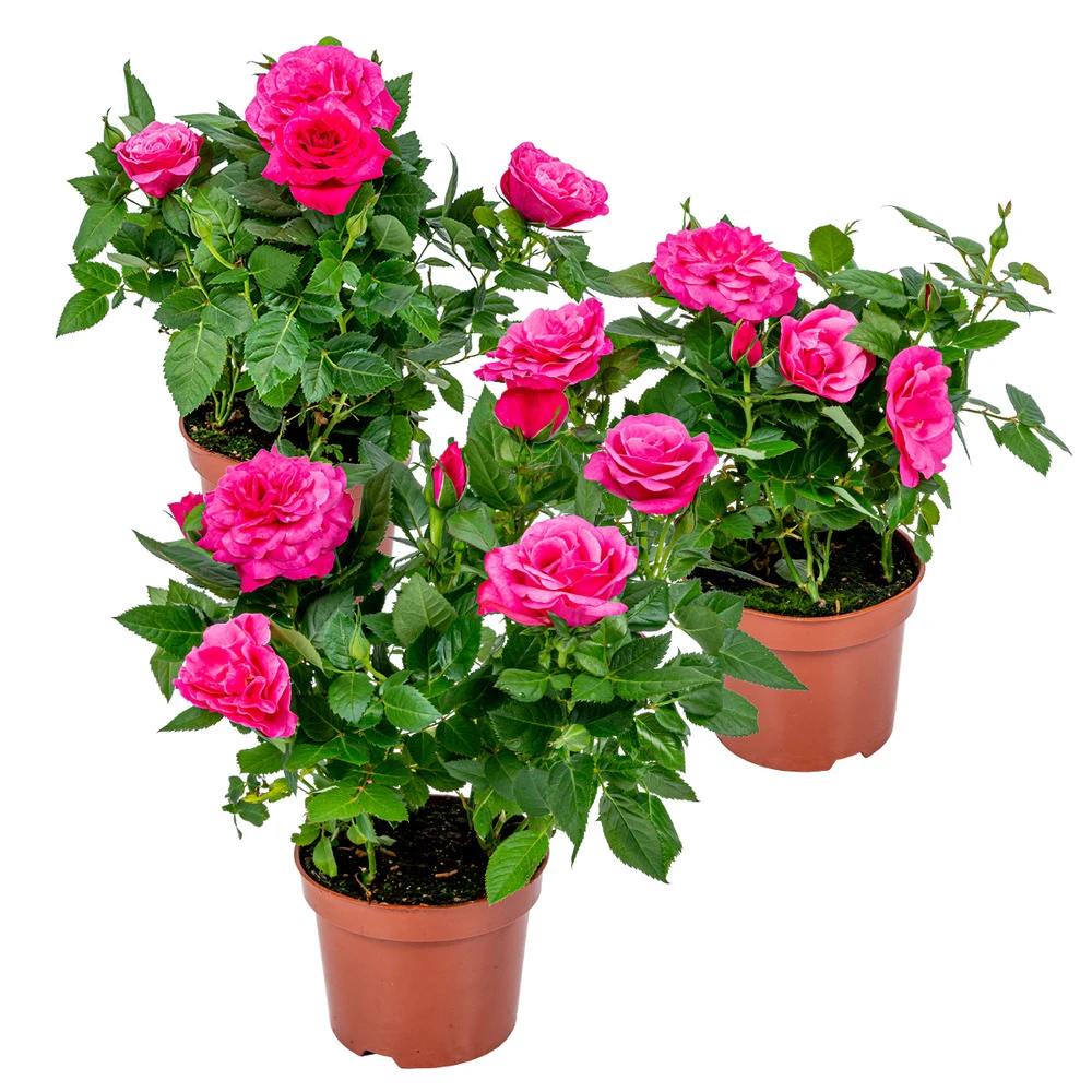 3x Pot Rose Rose - Rosa – Plante De Terrasse & D'intérieur – ⌀12cm – ↕20-30cm 1 3x Pot Rose Rose - Rosa – Plante De Terrasse & D'intérieur – ⌀12cm – ↕20-30cm
