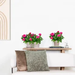 3x Pot Rose Rose - Rosa – Plante De Terrasse & D'intérieur – ⌀12cm – ↕20-30cm 7 3x Pot Rose Rose - Rosa – Plante De Terrasse & D'intérieur – ⌀12cm – ↕20-30cm -Magasin De Plantes De Qualité 64062fbfc0d959.17995780