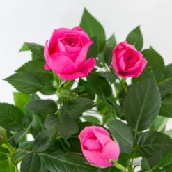 3x Pot Rose Rose - Rosa – Plante De Terrasse & D'intérieur – ⌀12cm – ↕20-30cm 6 3x Pot Rose Rose - Rosa – Plante De Terrasse & D'intérieur – ⌀12cm – ↕20-30cm -Magasin De Plantes De Qualité 64062fbfd17801.69056399