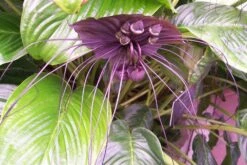 Kit De Culture - Fleur Chauve-souris - 10 Graines - Tacca Chantrieri -Magasin De Plantes De Qualité 64063aa2c74683.42165592