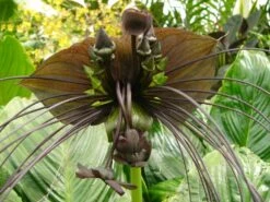 Kit De Culture - Fleur Chauve-souris - 10 Graines - Tacca Chantrieri -Magasin De Plantes De Qualité 64063aa2d6e330.86673549