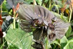 Kit De Culture - Fleur Chauve-souris - 10 Graines - Tacca Chantrieri -Magasin De Plantes De Qualité 64063aa2db9035.02599166