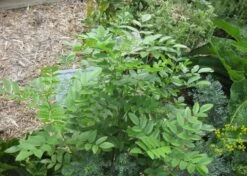 Kit De Culture - Réglisse Glabre - 30 Graines - Glycyrrhiza Glabra -Magasin De Plantes De Qualité 6406410a16bf83.47783647