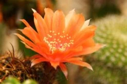Kit De Culture - Cactus Nain Argentin - 40 Graines - Rebutia / Mix -Magasin De Plantes De Qualité 640641133925d5.53399073
