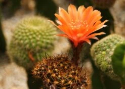 Kit De Culture - Cactus Nain Argentin - 40 Graines - Rebutia / Mix -Magasin De Plantes De Qualité 640641133d8f32.78608637