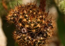 Kit De Culture - Cactus Nain Argentin - 40 Graines - Rebutia / Mix -Magasin De Plantes De Qualité 64064113423102.06937364