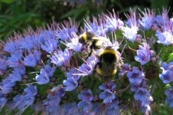 Kit De Culture - Vipérine De Madère - 100 Graines - Echium Fastuosa 12 Kit De Culture - Vipérine De Madère - 100 Graines - Echium Fastuosa -Magasin De Plantes De Qualité 64064122857f33.93017870