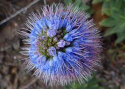 Kit De Culture - Vipérine De Madère - 100 Graines - Echium Fastuosa 13 Kit De Culture - Vipérine De Madère - 100 Graines - Echium Fastuosa -Magasin De Plantes De Qualité 64064122aaf647.33991819