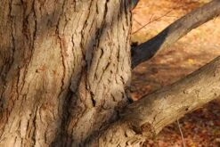 Kit De Culture - Arbre Au Caramel - 200 Graines - Cercidiphyllum Japonicum -Magasin De Plantes De Qualité 64064132bf1940.87270238