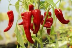 Kit De Culture - Bio - Piment - De Cayenne Long Slim - 10 Graines - Capsicum Annuum 12 Kit De Culture - Bio - Piment - De Cayenne Long Slim - 10 Graines - Capsicum Annuum -Magasin De Plantes De Qualité 64064142b69022.82344798