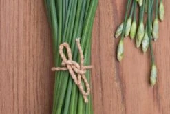 Kit De Culture - Bio - Ciboulette De Chine - 100 Graines - Allium Tuberosum -Magasin De Plantes De Qualité 6406414b24e430.90625062