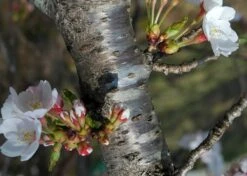 Kit De Culture - Cerisier Du Japon - 30 Graines - Prunus Serrulata -Magasin De Plantes De Qualité 64064157569a34.21301992
