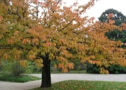 Kit De Culture - Cerisier Du Japon - 30 Graines - Prunus Serrulata -Magasin De Plantes De Qualité 640641575b4f81.13640687