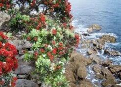 Kit De Culture - L'arbre De Noël De Nouvelle-zélande - 300 Graines - Metrosideros Excelsa 11 Kit De Culture - L'arbre De Noël De Nouvelle-zélande - 300 Graines - Metrosideros Excelsa -Magasin De Plantes De Qualité 6406415d283a93.44057268