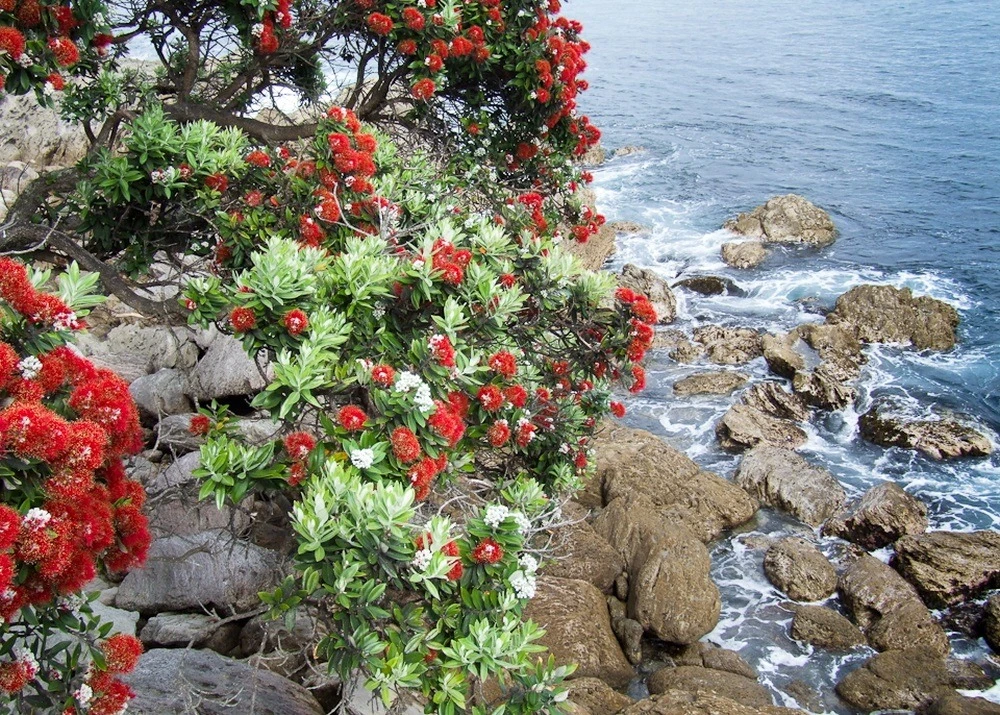 Kit De Culture - L'arbre De Noël De Nouvelle-zélande - 300 Graines - Metrosideros Excelsa 5 Kit De Culture - L'arbre De Noël De Nouvelle-zélande - 300 Graines - Metrosideros Excelsa – Image 5