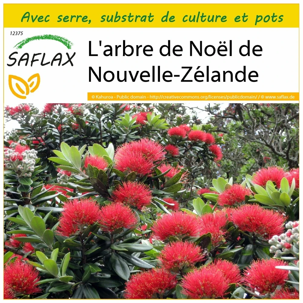 Kit De Culture - L'arbre De Noël De Nouvelle-zélande - 300 Graines - Metrosideros Excelsa 1 Kit De Culture - L'arbre De Noël De Nouvelle-zélande - 300 Graines - Metrosideros Excelsa