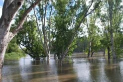 Kit De Culture - Gommier Des Rivières - 200 Graines - Eucalyptus Camaldulensis -Magasin De Plantes De Qualité 64064161619477.71494550