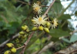 Kit De Culture - Gommier Des Rivières - 200 Graines - Eucalyptus Camaldulensis -Magasin De Plantes De Qualité 640641616b73c7.64330813