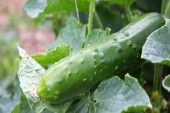 Kit De Culture - Bio - Concombre - Marketmore - 20 Graines - Cucumis Sativus -Magasin De Plantes De Qualité 64064169648772.30261151