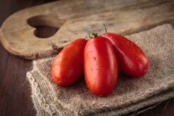 Kit De Culture - Bio - Tomate - San Marzano - 15 Graines - Solanum Lycopersicum -Magasin De Plantes De Qualité 6406416b484bd3.86125803