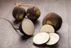 Kit De Culture - Bio - Radis - Noir - 100 Graines - Raphanus Sativus -Magasin De Plantes De Qualité 64064173d81689.02005216