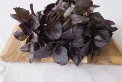 Kit De Culture - Bio - Basilic - Pourpre - 400 Graines - Ocimum Basilicum -Magasin De Plantes De Qualité 6406417786e992.51293442