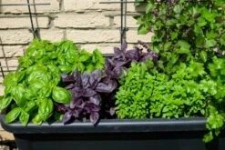 Kit De Culture - Bio - Basilic - Pourpre - 400 Graines - Ocimum Basilicum -Magasin De Plantes De Qualité 64064177a2a743.82127774